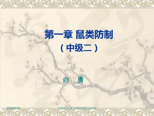 鼠类的标本制作