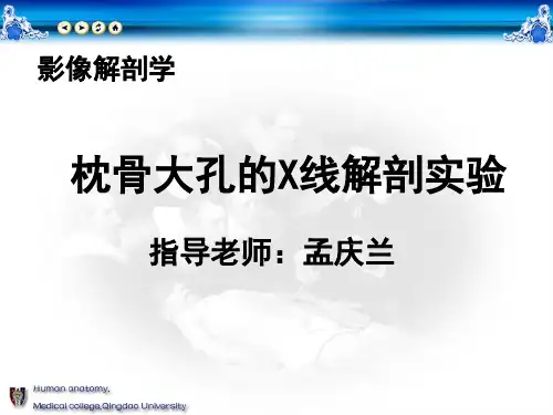 枕骨大孔的X线解剖实验