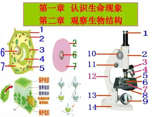 7上 1单元 第 1、2 章 认识生命现象 观察生物结构