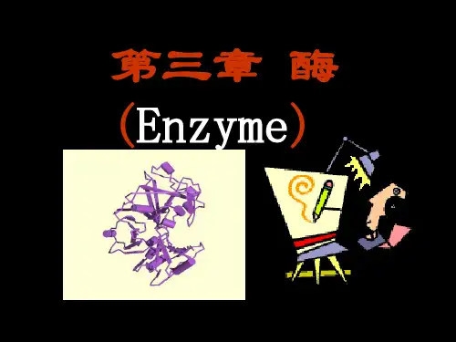 酶与辅酶
