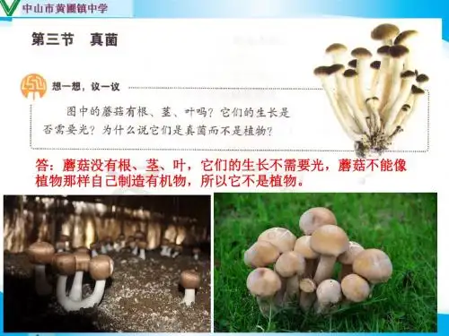 【科组备课】人教版八年级生物上册第五单元  第4章  第三节 真菌(17张ppt)(共17张PPT)