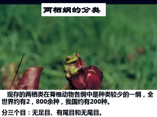 两栖纲分类