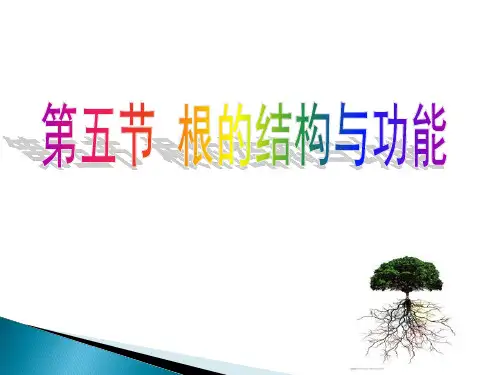 济南版八年级上册课件 第五节  根的结构与功能