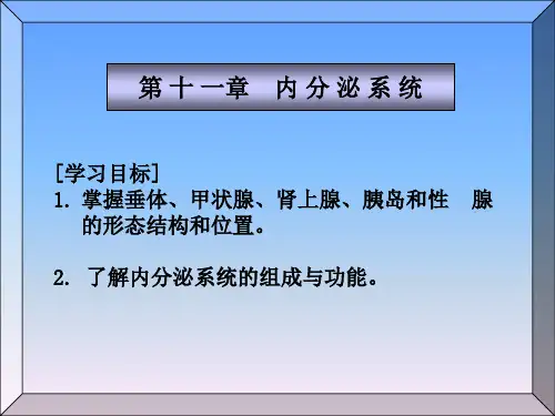 解剖学基础内分泌系统