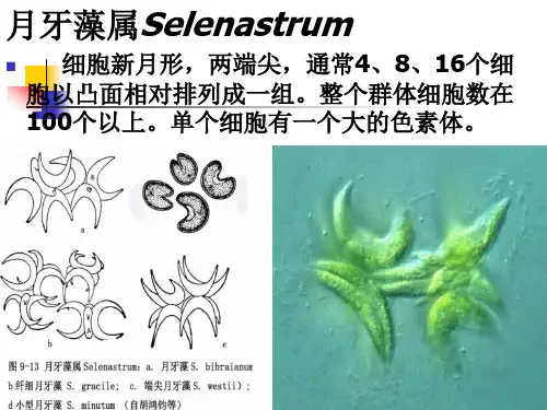 第九章绿藻门2
