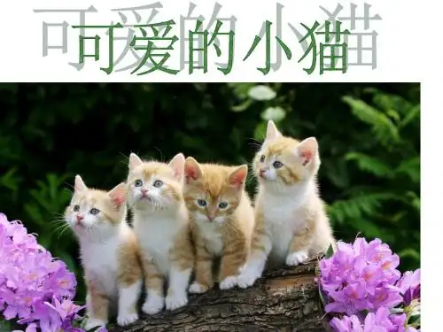 2012北师大版小学数学一年级上册《可爱的小猫》