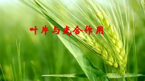 北师大版七年级生物上册第三单元5.1光合作用——叶片与光合作用
