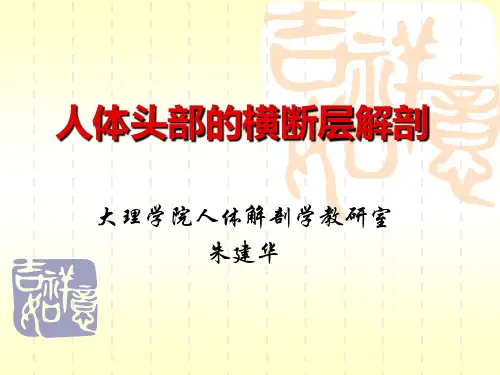 断层解剖 头部