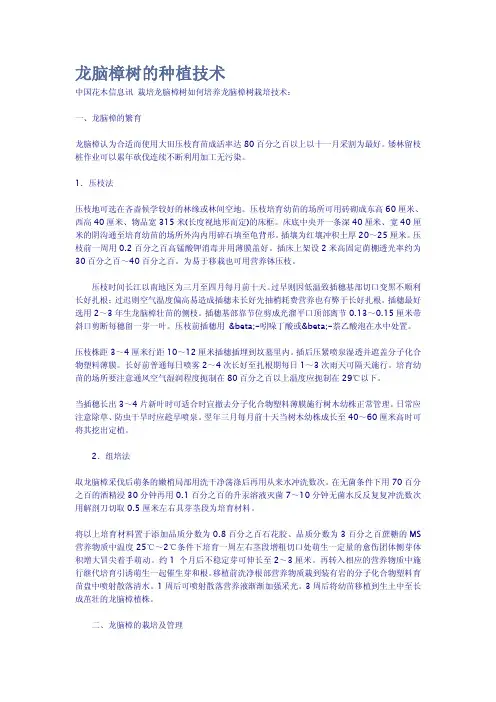龙脑樟树的种植技术