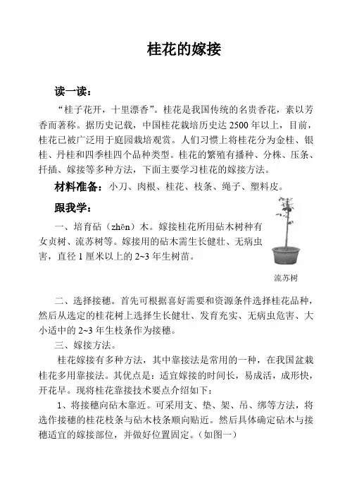 桂花的繁殖方法