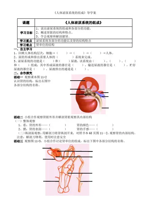 人体泌尿系统的组成导学案 - 学生用