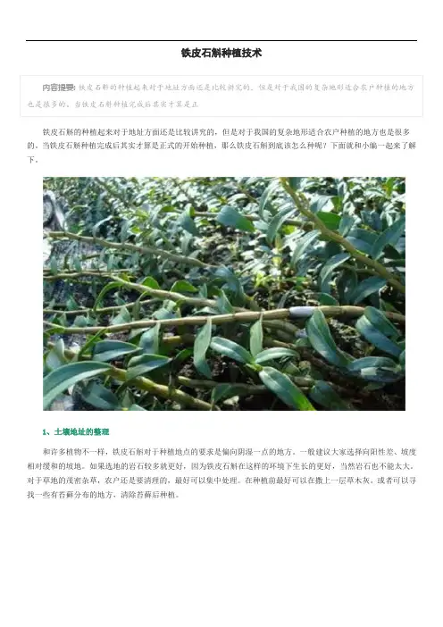 铁皮石斛种植技术