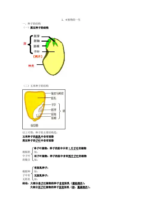 新浙教版七年级下科学1.4植物的一生