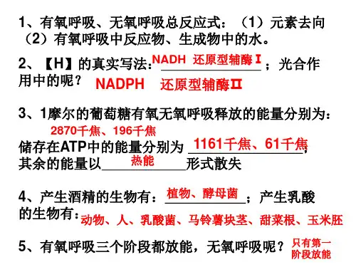 呼吸作用基础知识总结