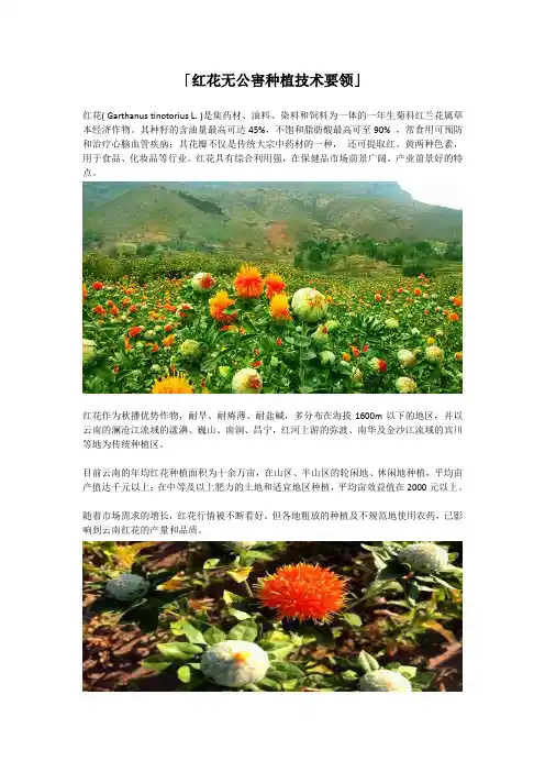 红花种植技术要领