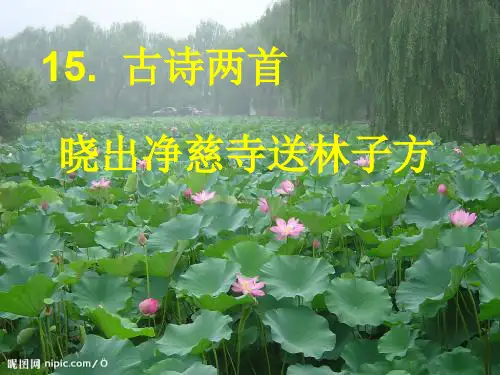 部编版二年级下册语文《古诗两首》----《晓出净慈寺送林子方》ppt课件