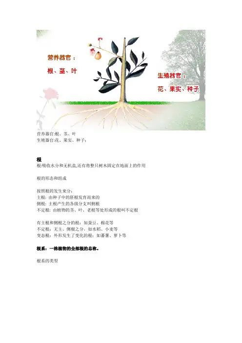 绿色植物营养器官-根