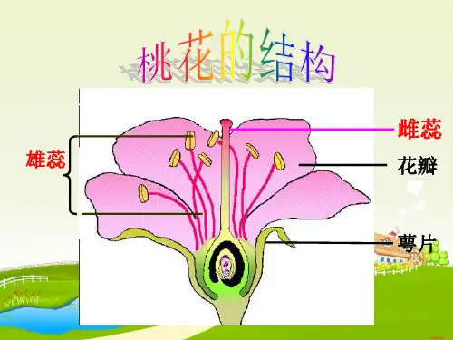 四年级下册科学课件-2.2 各种各样的花|教科版 (共18张PPT)