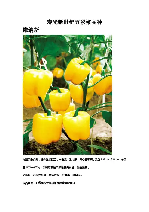 寿光新世纪五彩椒品种