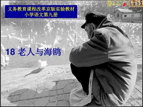 《老人与海鸥》公开课超实用