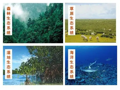 《生态系统的结构》