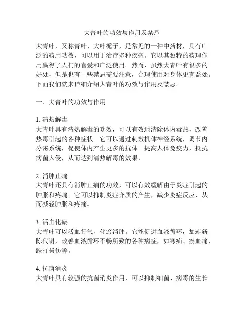 大青叶的功效与作用及禁忌