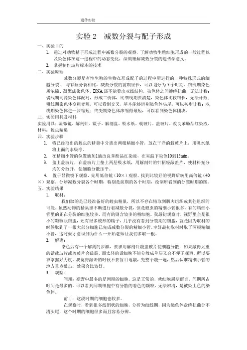 减数分裂与配子形成实验报告