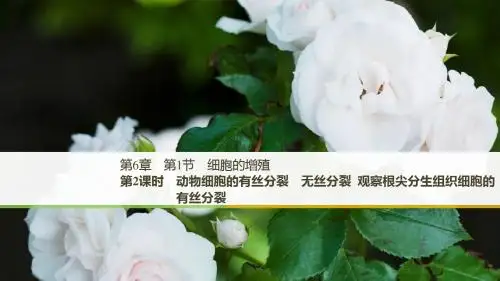 生物必修一人教全国通用版课件：第6章 第1节 第2课时 动物细胞的有丝分裂 无丝分裂