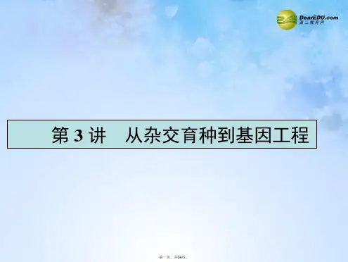 高考生物一轮复习 3.3 从杂交育种到基因工程课件 新人教版必修2
