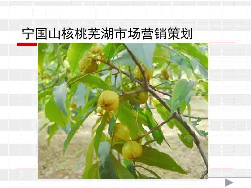 宁国山核桃营销策划