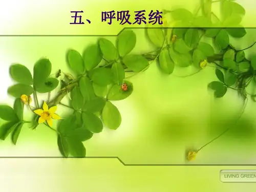 哺乳动物的器官系统(二)