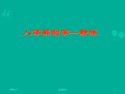 《人体解剖学》静脉  ppt课件