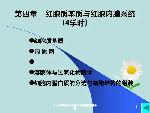 分子病毒学细胞基质与细胞内膜系统
