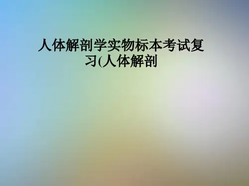 人体解剖学实物标本考试复习(人体解剖