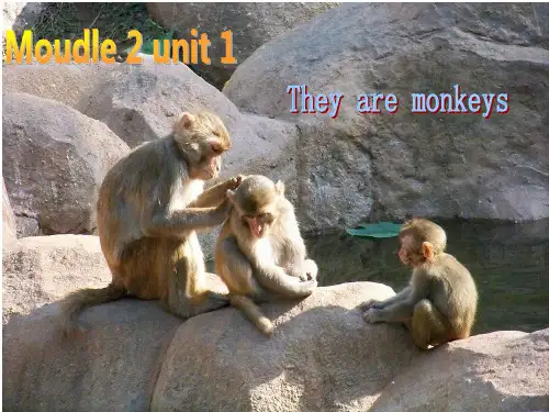 三年级下册英语课件-Module2 Unit1 They are monkeys.｜外研社(三起)       (共22张PPT)