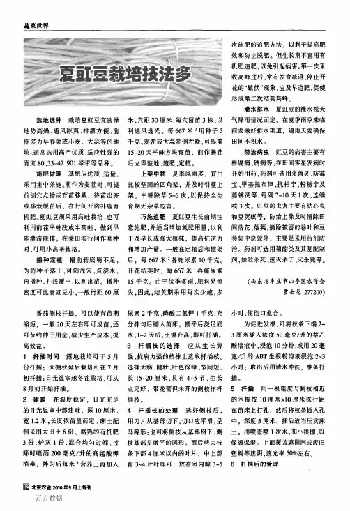 番茄侧枝扦插育苗技术