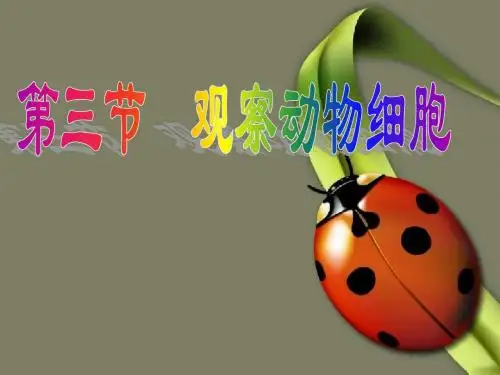 2-1-3观察动物细胞