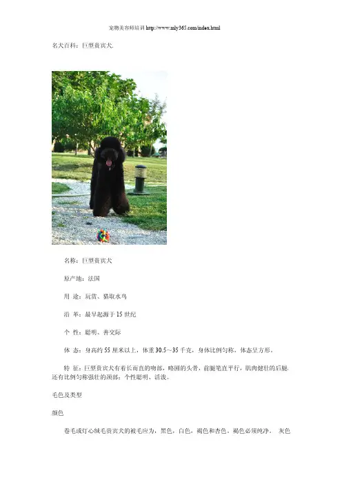 名犬百科：巨型贵宾犬