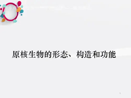 微生物原核ppt课件