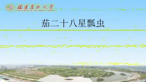 茄二十八星瓢虫