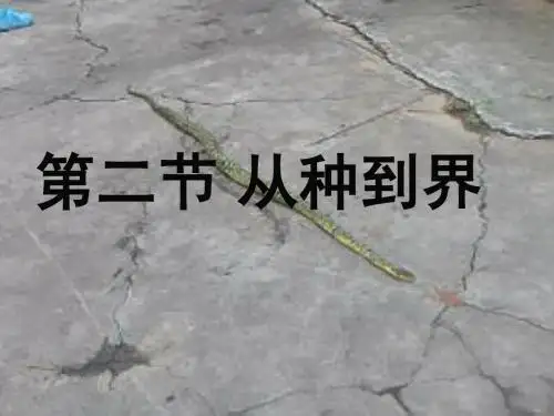 _第二节从种到界_PPT课件_
