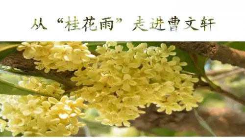 桂花雨