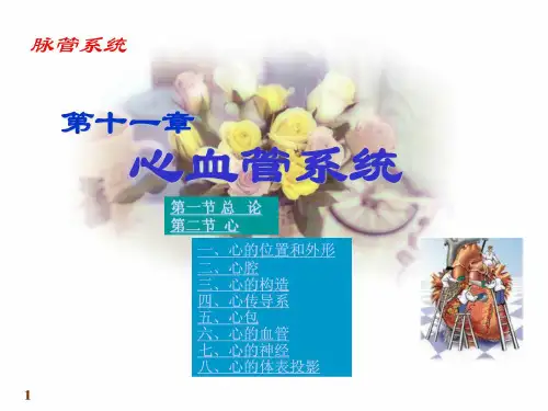 医学课件 人体解剖学 心血管系统