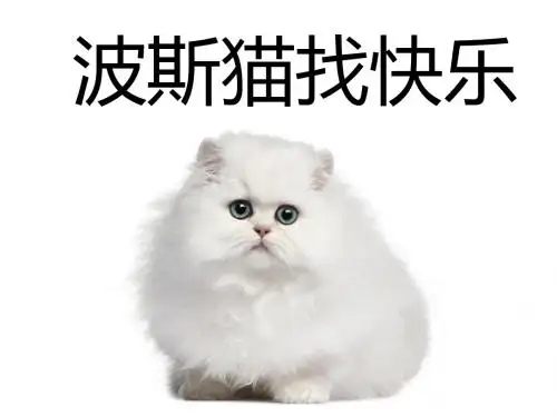波斯猫找快乐