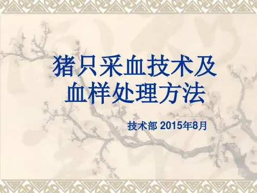 猪只采血技术及血样处理方法