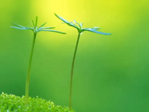 马 美术课件