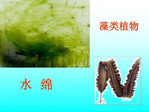 藻类植物