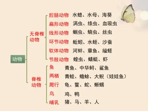 鱼类1