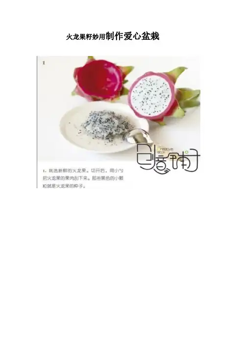 火龙果籽妙用制作盆栽