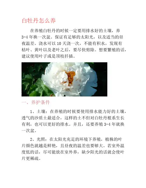 白牡丹怎么养-养花技巧